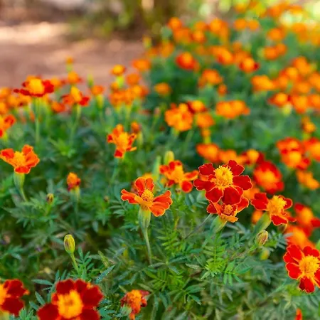 Sime Apartamento Nin