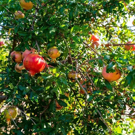 Apartamento Sime Nin