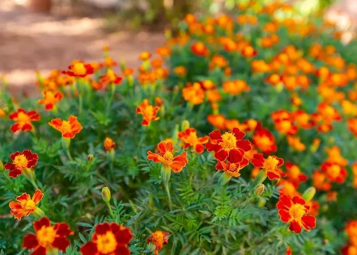 ime Апартаменты Нин